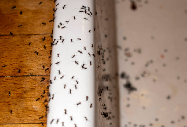 Best Insect Control  in Walnutport, PA