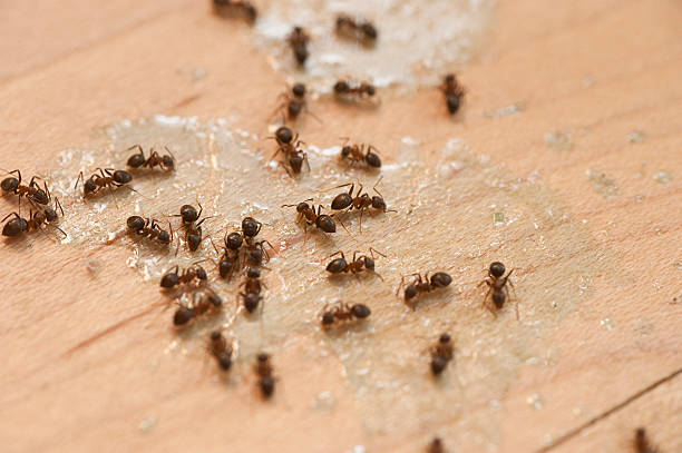 Best Best Pest Control Companies  in Walnutport, PA